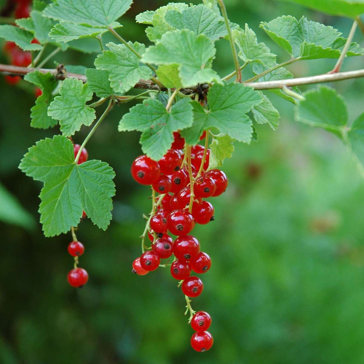 Coacăz roșu - 3 buc. - Ribes rubrum - Înălţime 25-40cm - ⌀9cm