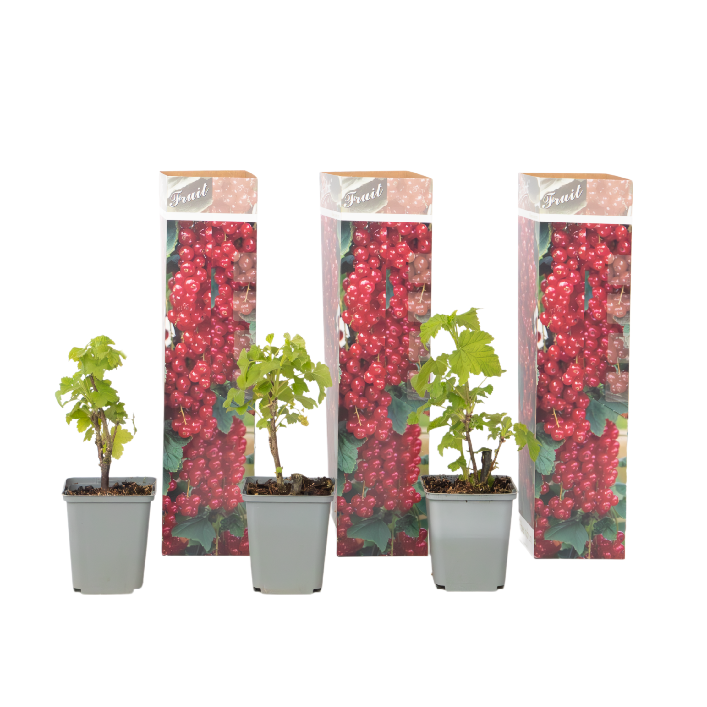Coacăz roșu - 3 buc. - Ribes rubrum - Înălţime 25-40cm - ⌀9cm