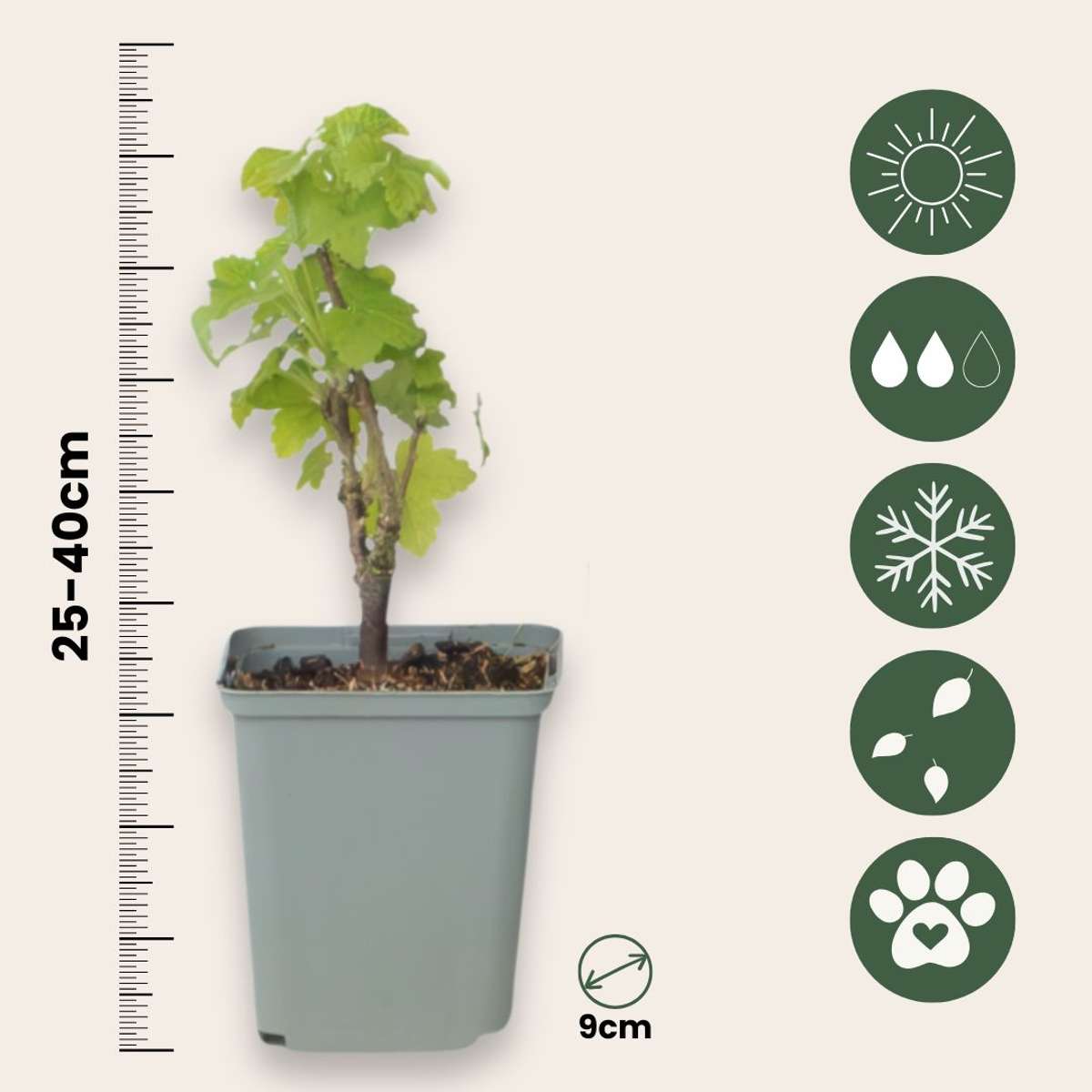 Coacăz roșu - 3 buc. - Ribes rubrum - Înălţime 25-40cm - ⌀9cm