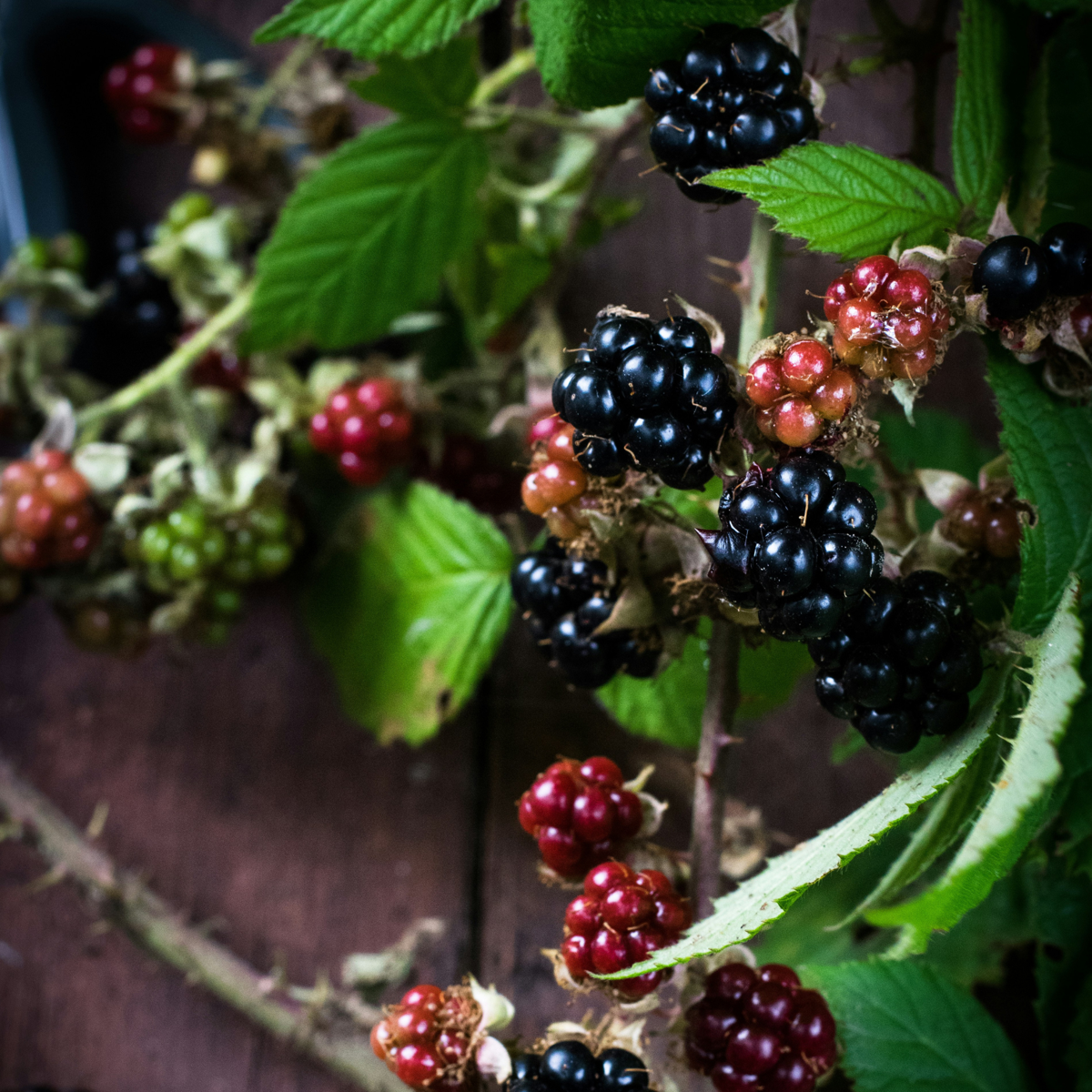 Mur - 3 buc. - Rubus Thornless - Înălţime 25-40cm - ⌀9cm