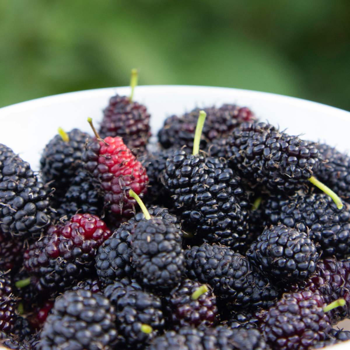 Mur - 3 buc. - Rubus Thornless - Înălţime 25-40cm - ⌀9cm