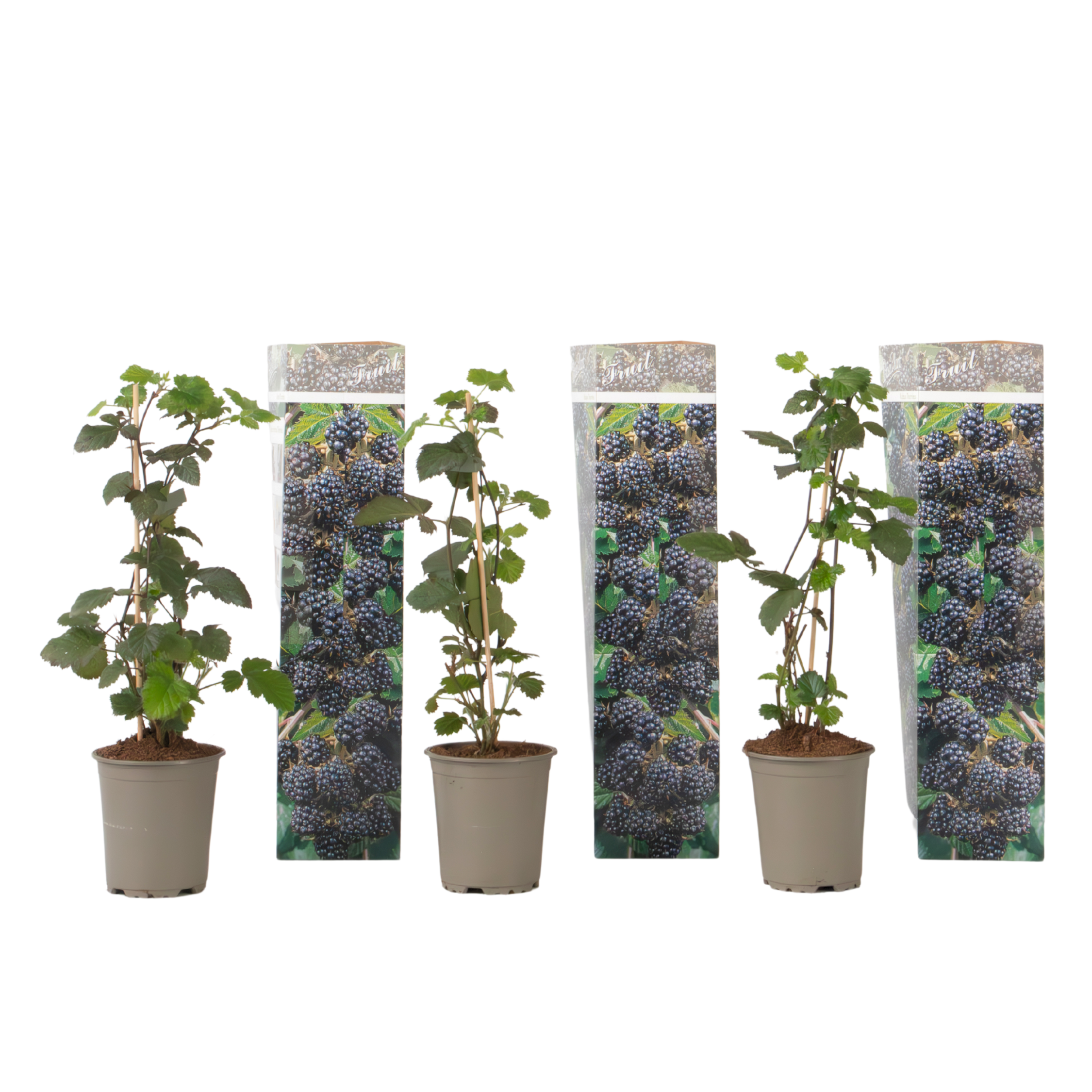 Mur - 3 buc. - Rubus Thornless - Înălţime 25-40cm - ⌀9cm