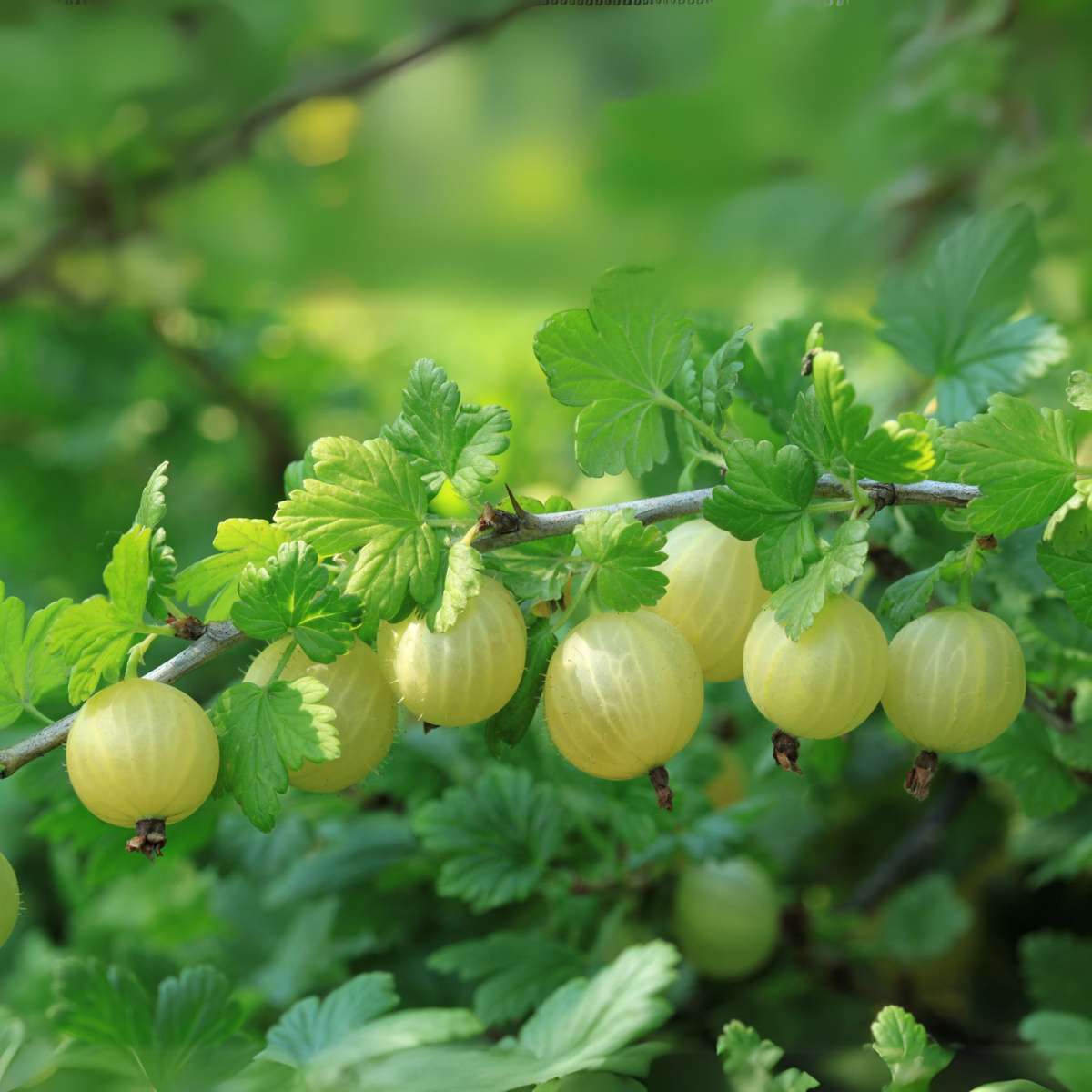 Agriș - 3 buc. - Ribes uva- crispa - Înălţime 25-40cm - ⌀9cm