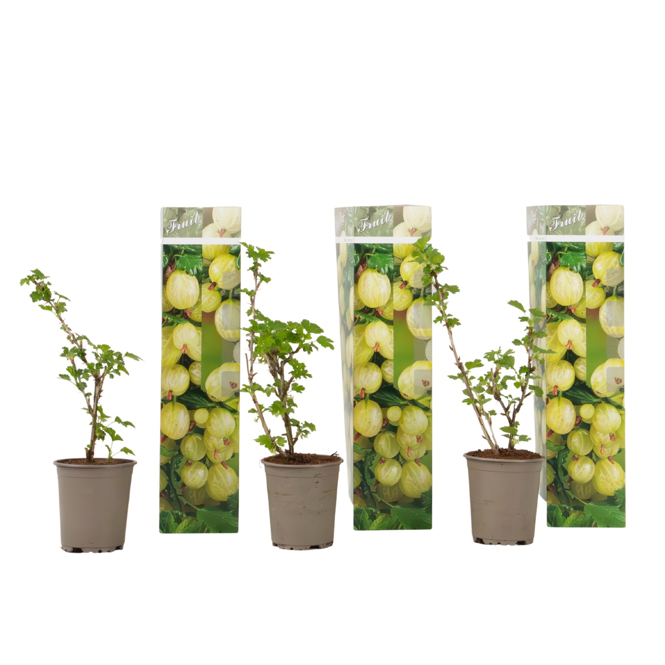 Agriș - 3 buc. - Ribes uva- crispa - Înălţime 25-40cm - ⌀9cm