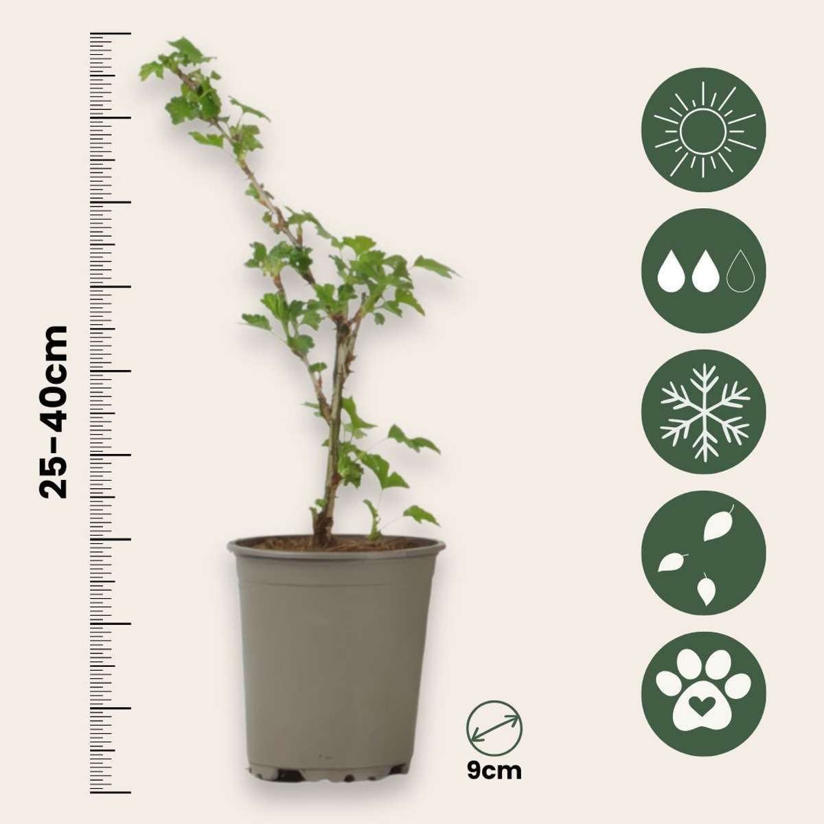 Agriș - 3 buc. - Ribes uva- crispa - Înălţime 25-40cm - ⌀9cm