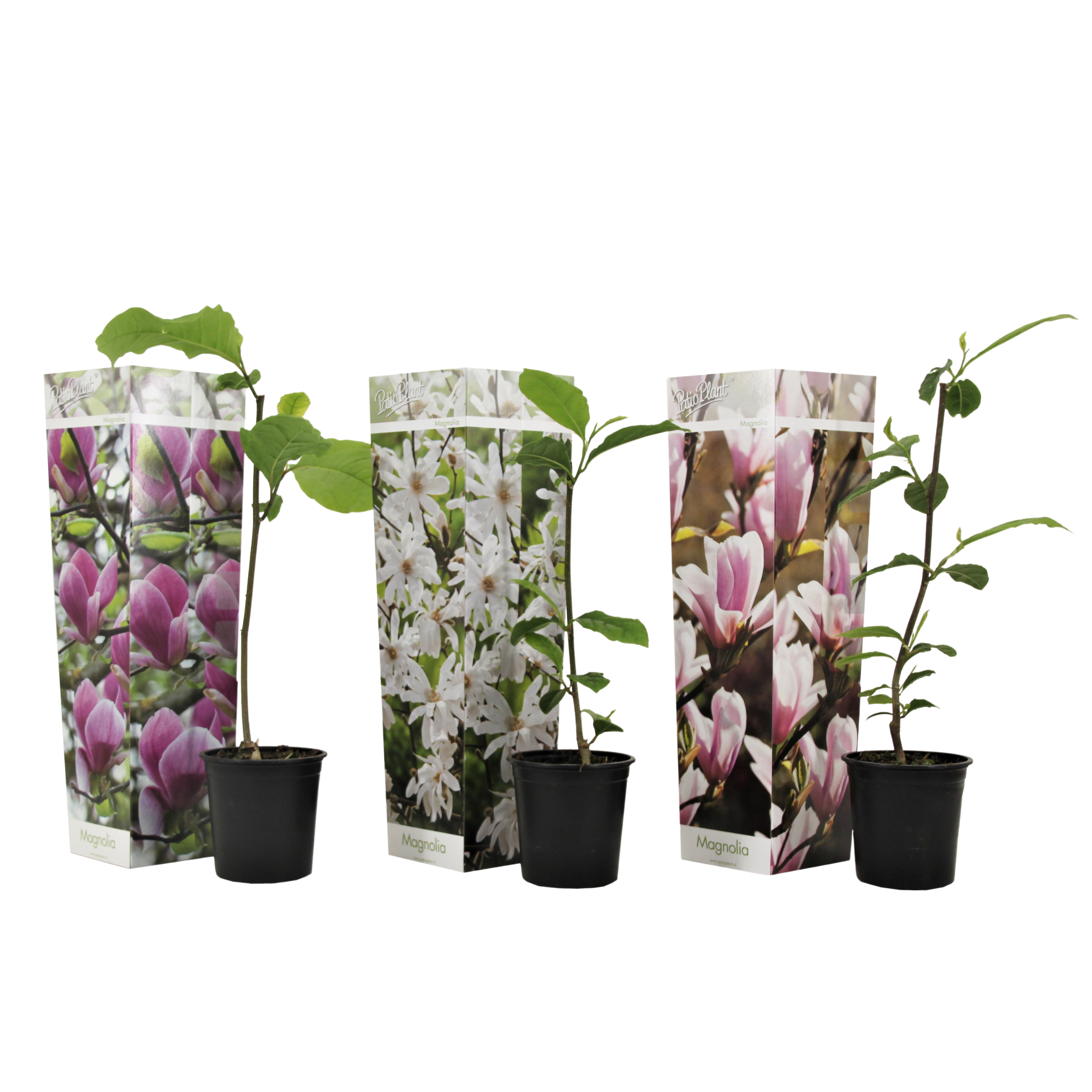 Magnolie - 3 buc - Magnolia - Înălţime 25-40cm - ⌀9cm