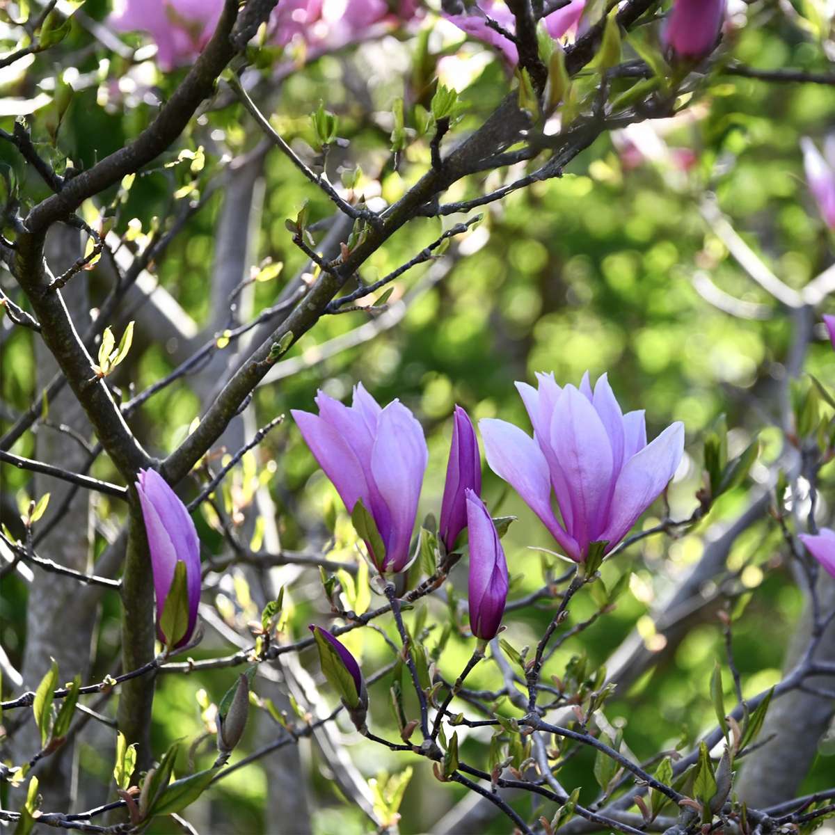 Magnolie - 6 buc - Magnolia - Înălţime 25-40cm - ⌀9cm