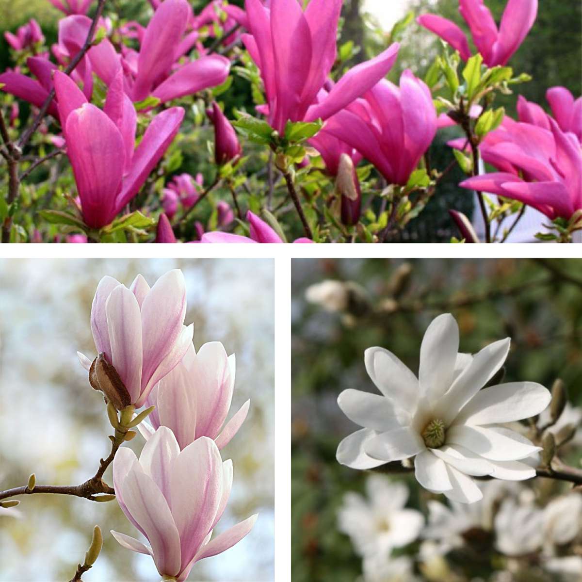 Magnolie - 6 buc - Magnolia - Înălţime 25-40cm - ⌀9cm