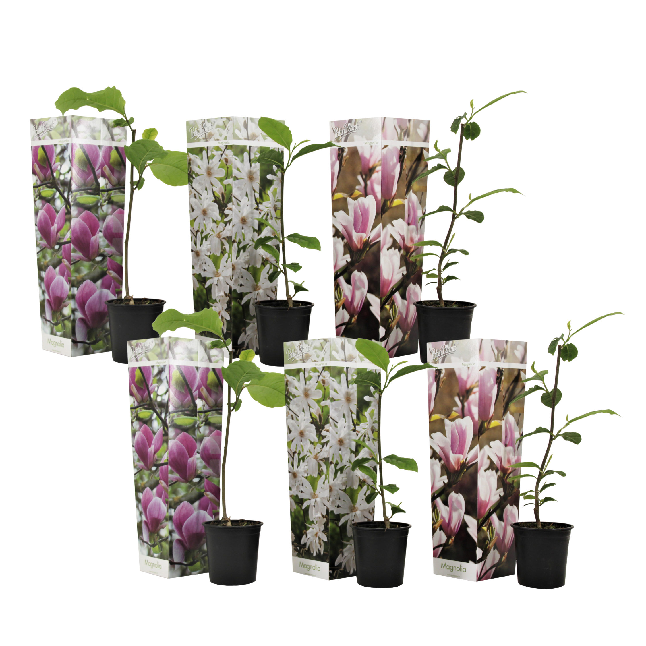 Magnolie - 6 buc - Magnolia - Înălţime 25-40cm - ⌀9cm