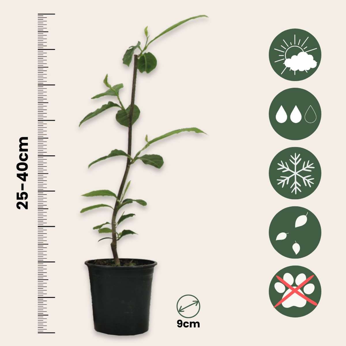 Magnolie - 6 buc - Magnolia - Înălţime 25-40cm - ⌀9cm