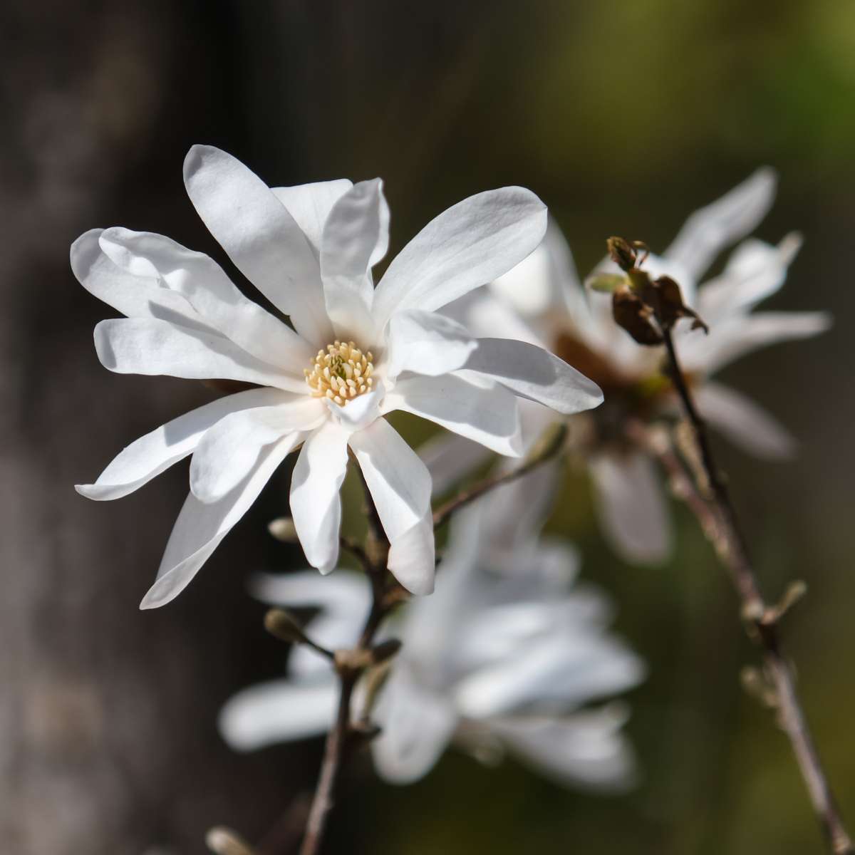 Magnolie - 3 buc - Magnolia 'Stellata' - Înălţime 25-40cm - ⌀9cm