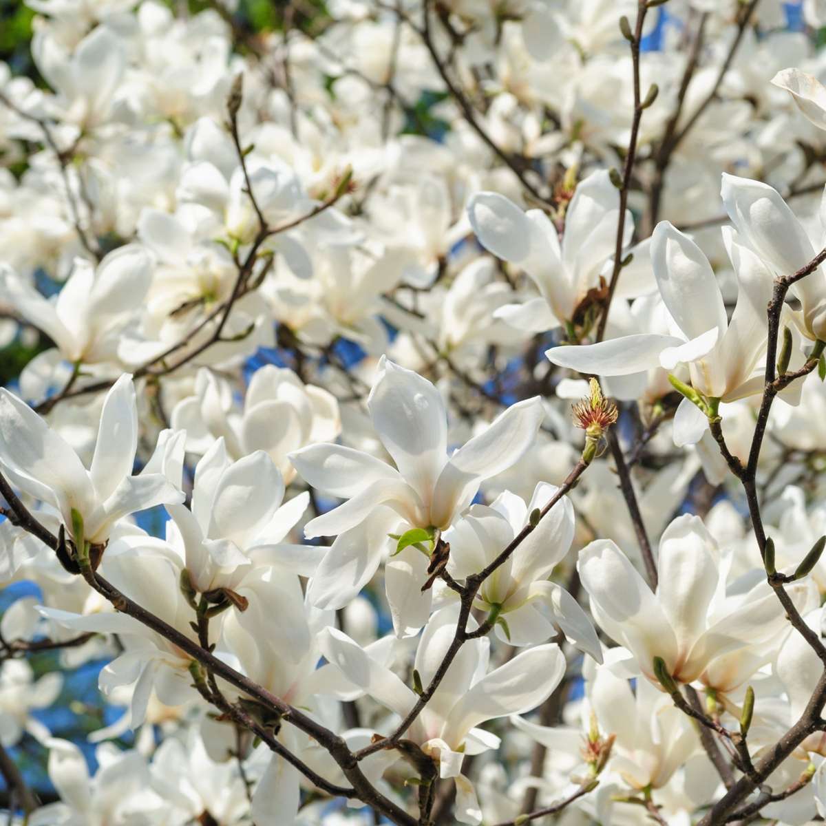 Magnolie - 3 buc - Magnolia 'Stellata' - Înălţime 25-40cm - ⌀9cm