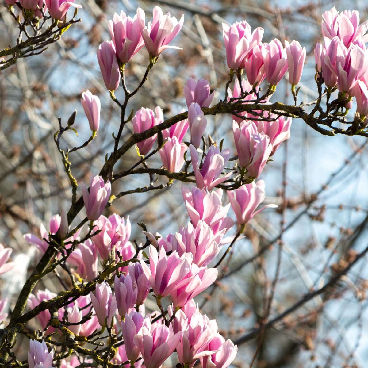 Magnolie - 3 buc - Magnolia 'Soulangea' - Înălţime 25-40cm - ⌀9cm