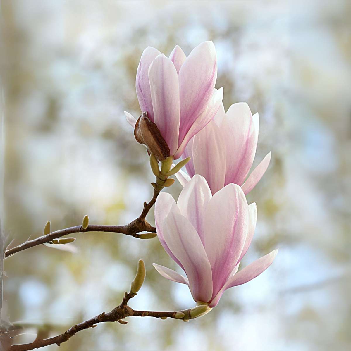 Magnolie - 3 buc - Magnolia 'Soulangea' - Înălţime 25-40cm - ⌀9cm