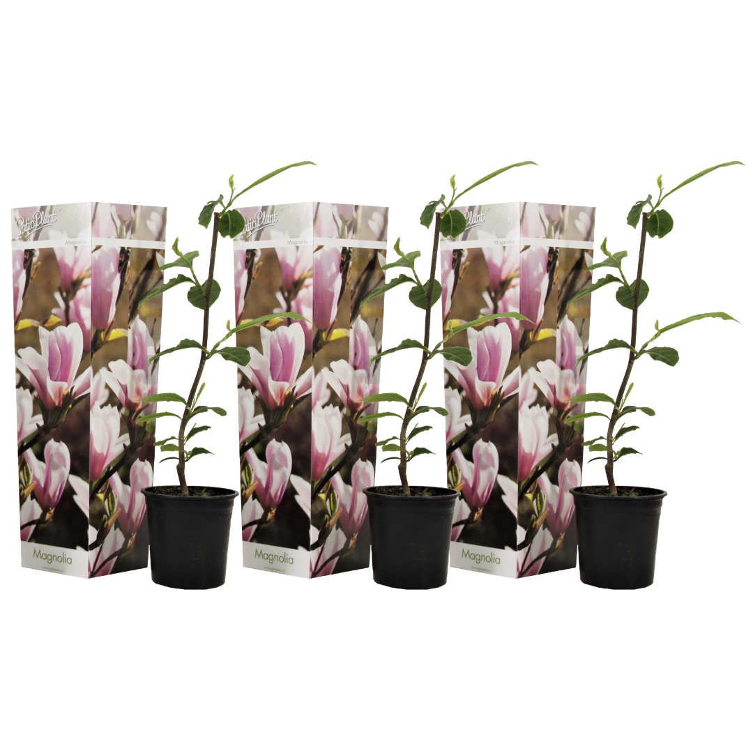 Magnolie - 3 buc - Magnolia 'Soulangea' - Înălţime 25-40cm - ⌀9cm