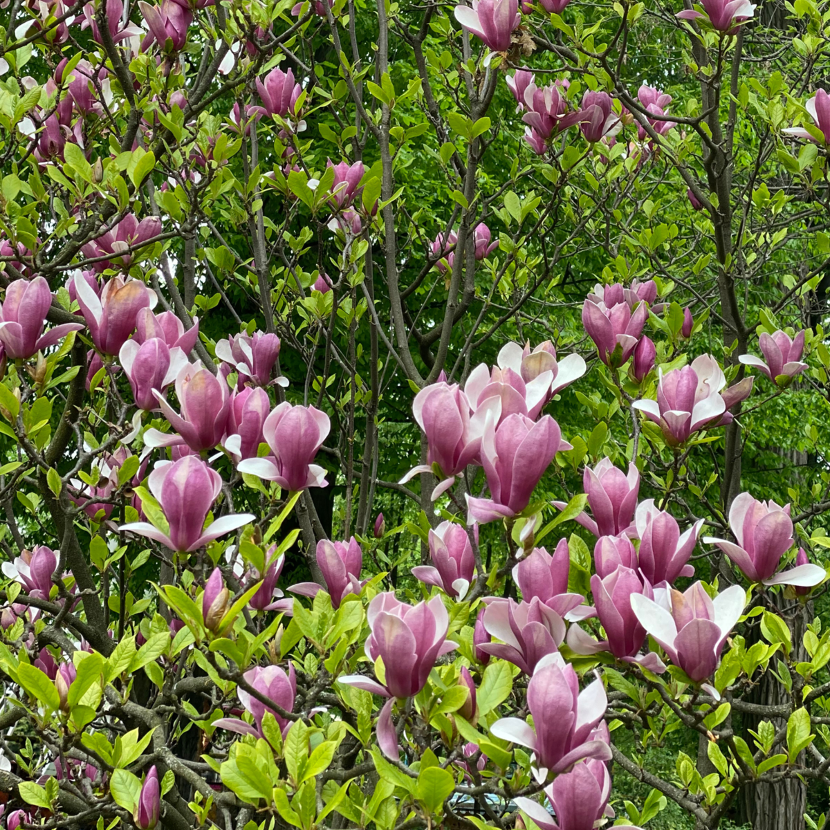 Magnolie - 3 buc - Magnolia 'Susan' - Înălţime 25-40cm - ⌀9cm