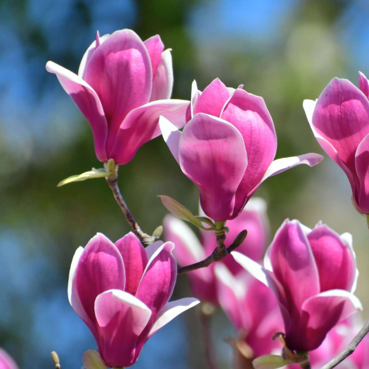 Magnolie - 3 buc - Magnolia 'Susan' - Înălţime 25-40cm - ⌀9cm
