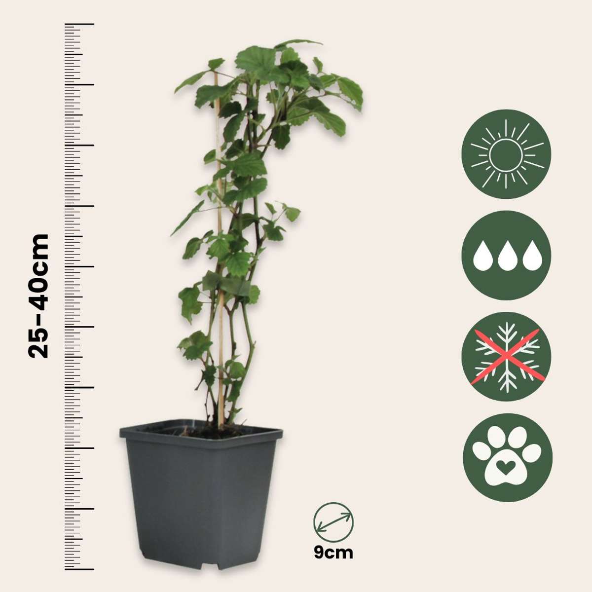 Brugmansias - 3 buc - Brugmansia - Înălţime 25-40cm - ⌀9cm