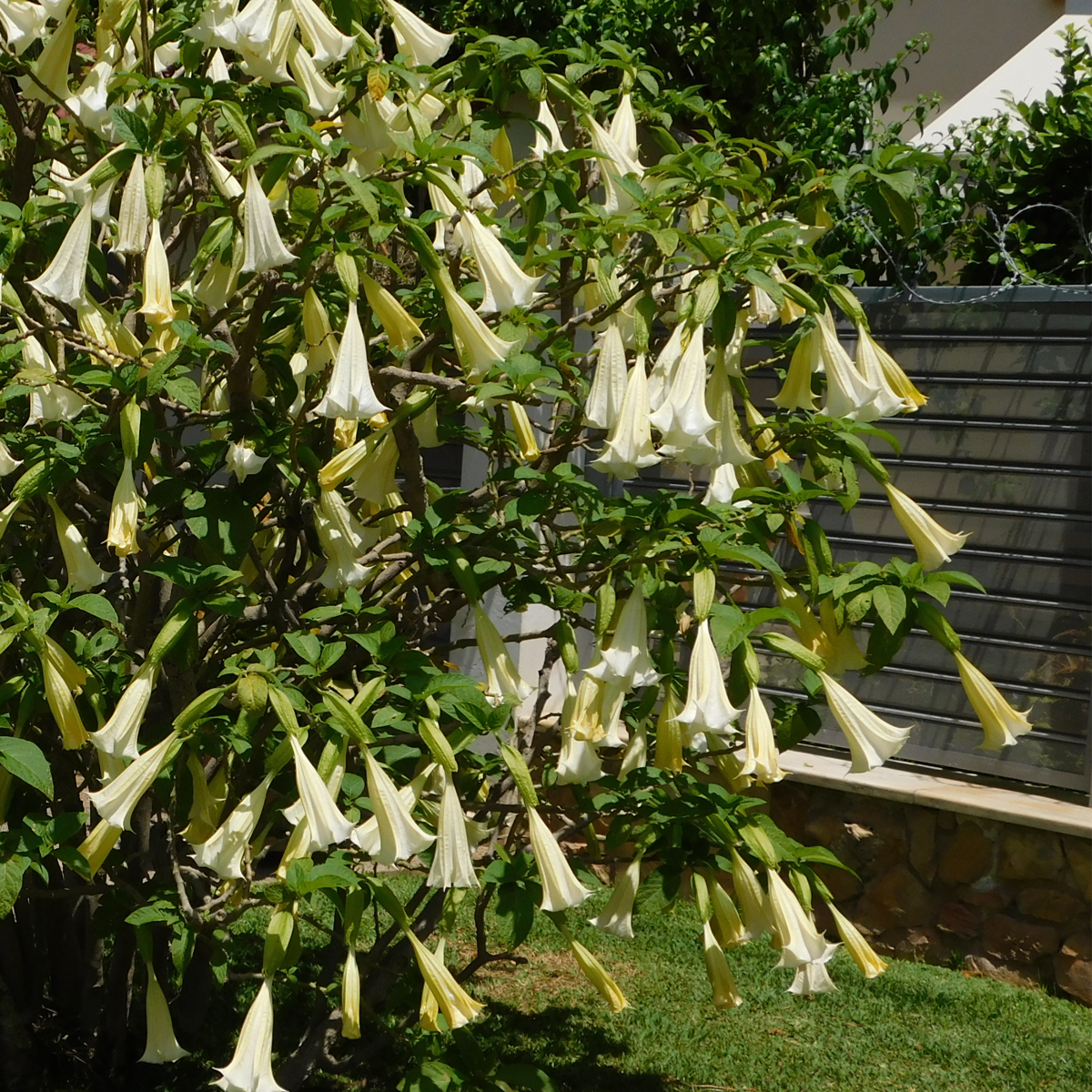 Brugmansias - 3 buc - Brugmansia - Înălţime 25-40cm - ⌀9cm