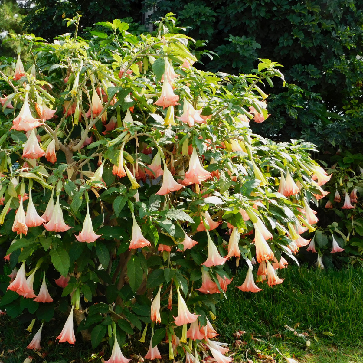 Brugmansias - 3 buc - Brugmansia - Înălţime 25-40cm - ⌀9cm