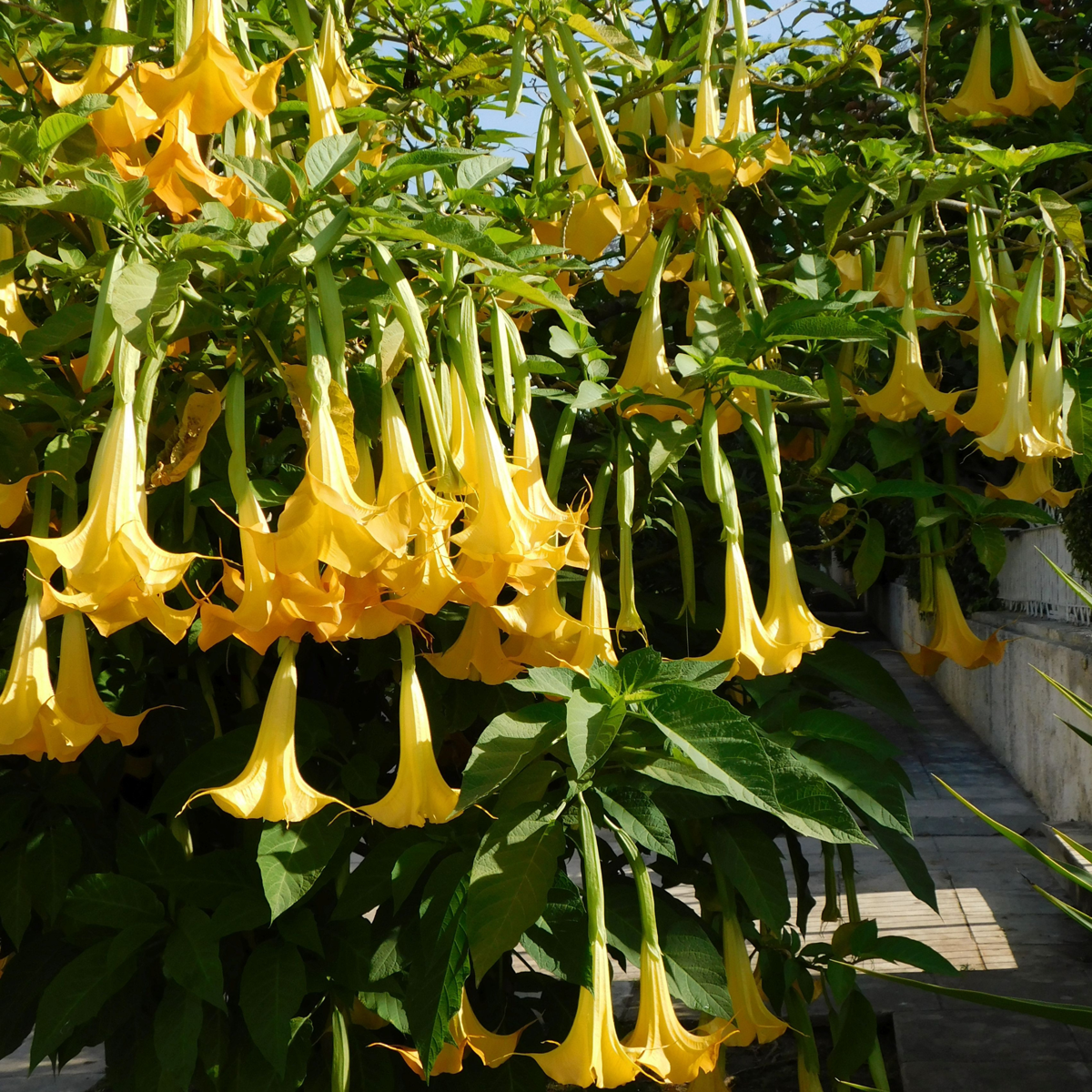 Brugmansias - 3 buc - Brugmansia - Înălţime 25-40cm - ⌀9cm