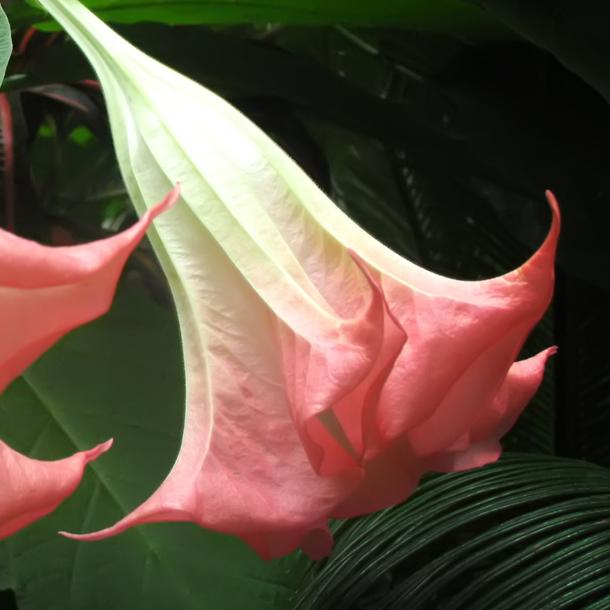 Brugmansias - 3 buc - Brugmansia - Înălţime 25-40cm - ⌀9cm