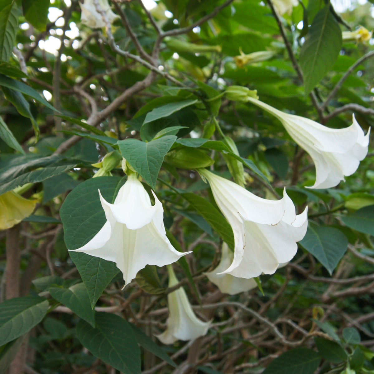 Brugmansias - 3 buc - Brugmansia - Înălţime 25-40cm - ⌀9cm