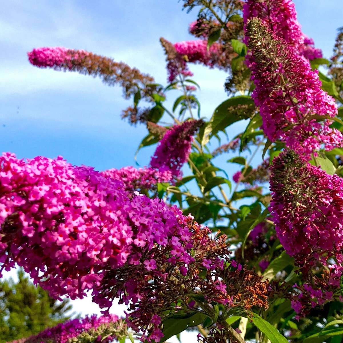 Buddleia - 3 buc - Buddleja davidii - Înălţime 25-40cm - ⌀9cm