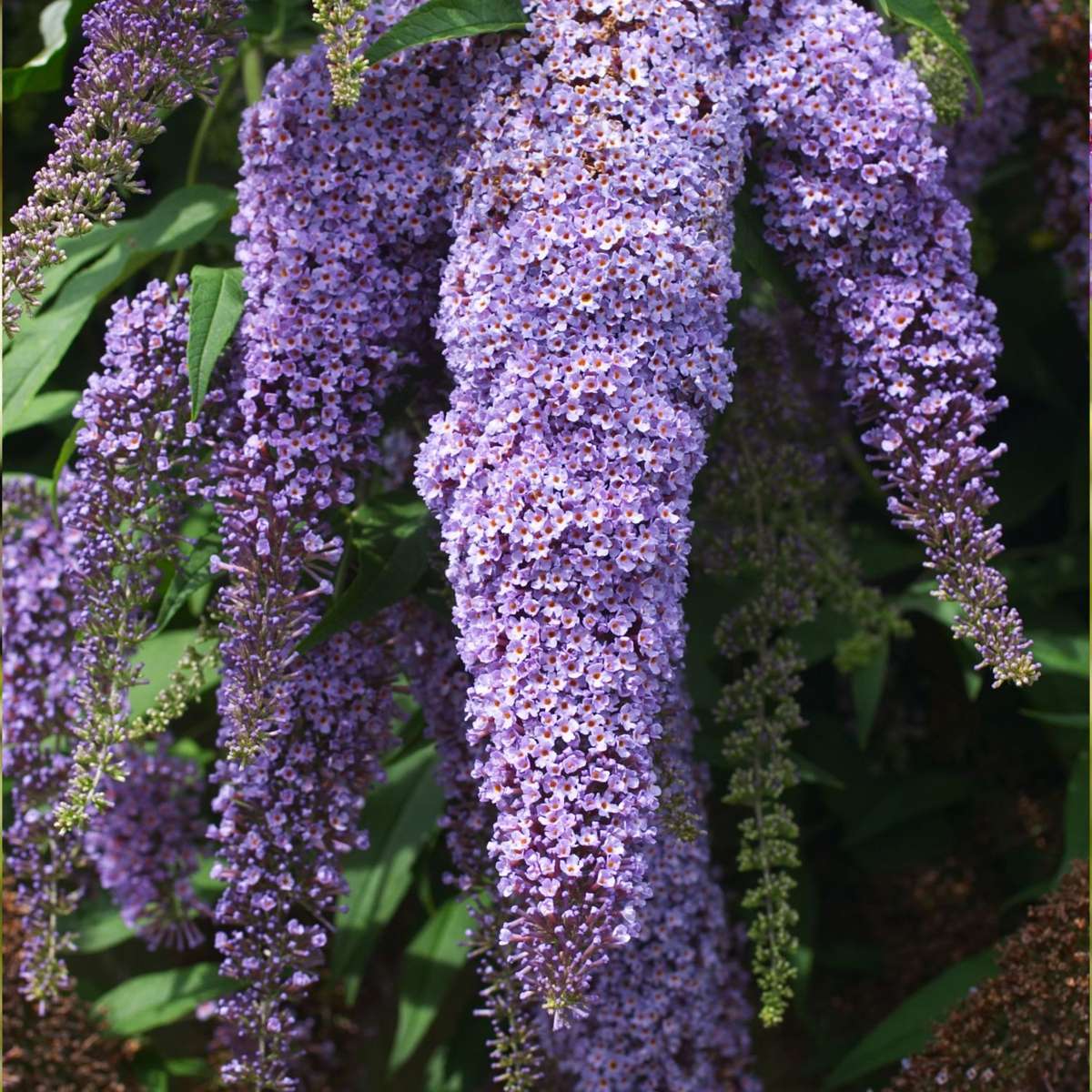 Buddleia - 3 buc - Buddleja davidii - Înălţime 25-40cm - ⌀9cm