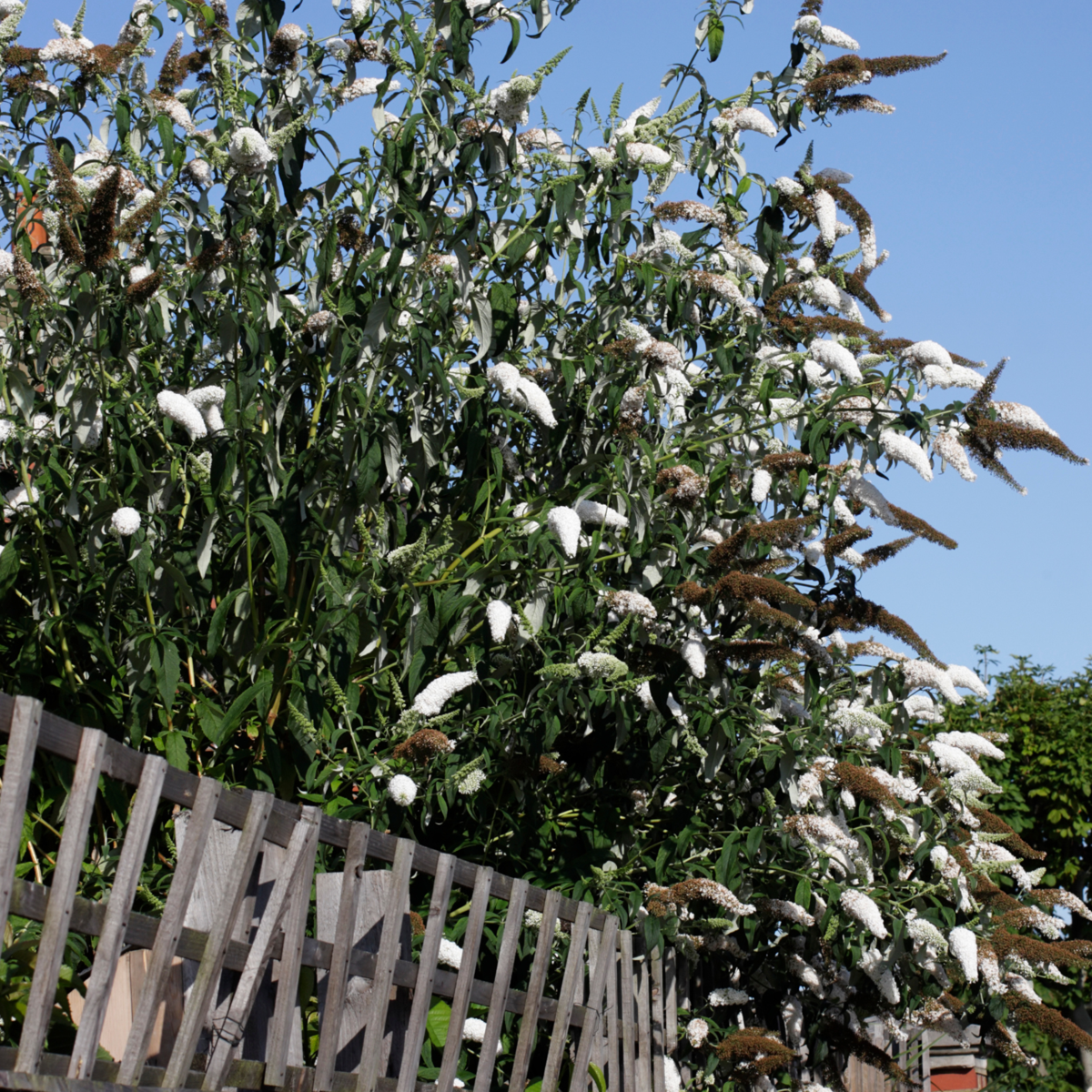 Buddleia - 3 buc - Buddleja davidii 'White Profusion' - Înălţime 25-40cm - ⌀9cm