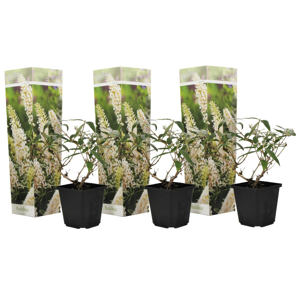 Buddleia - 3 buc - Buddleja davidii 'White Profusion' - Înălţime 25-40cm - ⌀9cm
