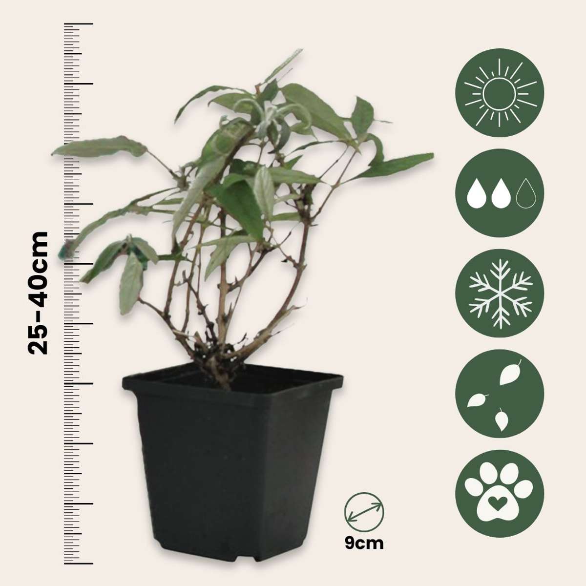 Buddleia - 3 buc - Buddleja davidii 'White Profusion' - Înălţime 25-40cm - ⌀9cm