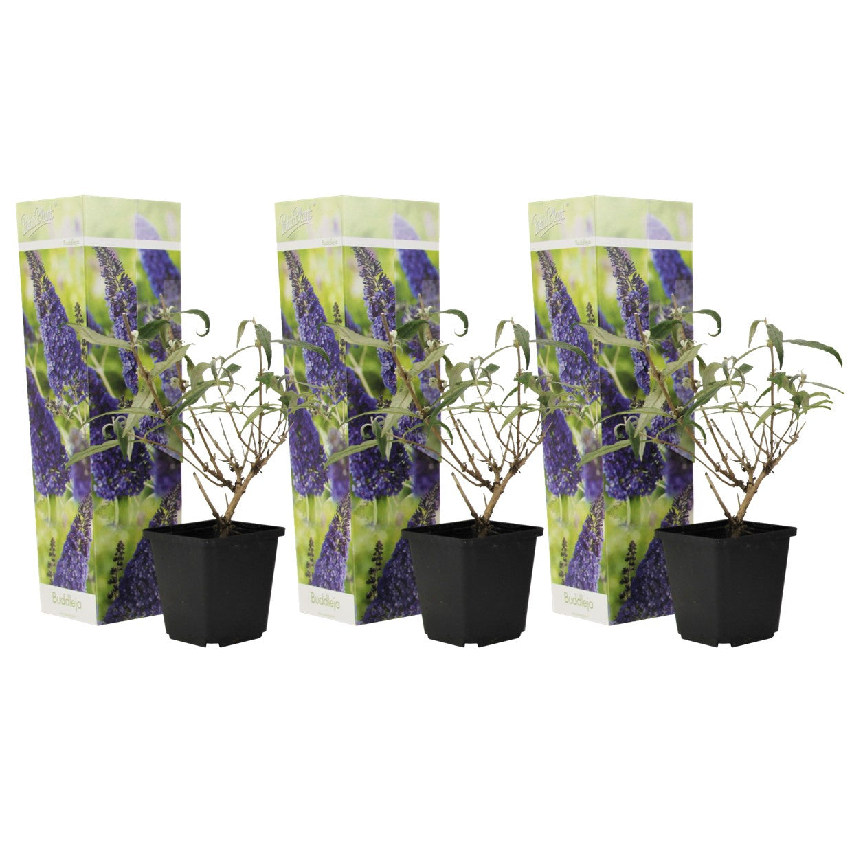 Buddleia - 3 buc - Buddleja davidii 'Nanho Blue' - Înălţime 25-40cm - ⌀9cm