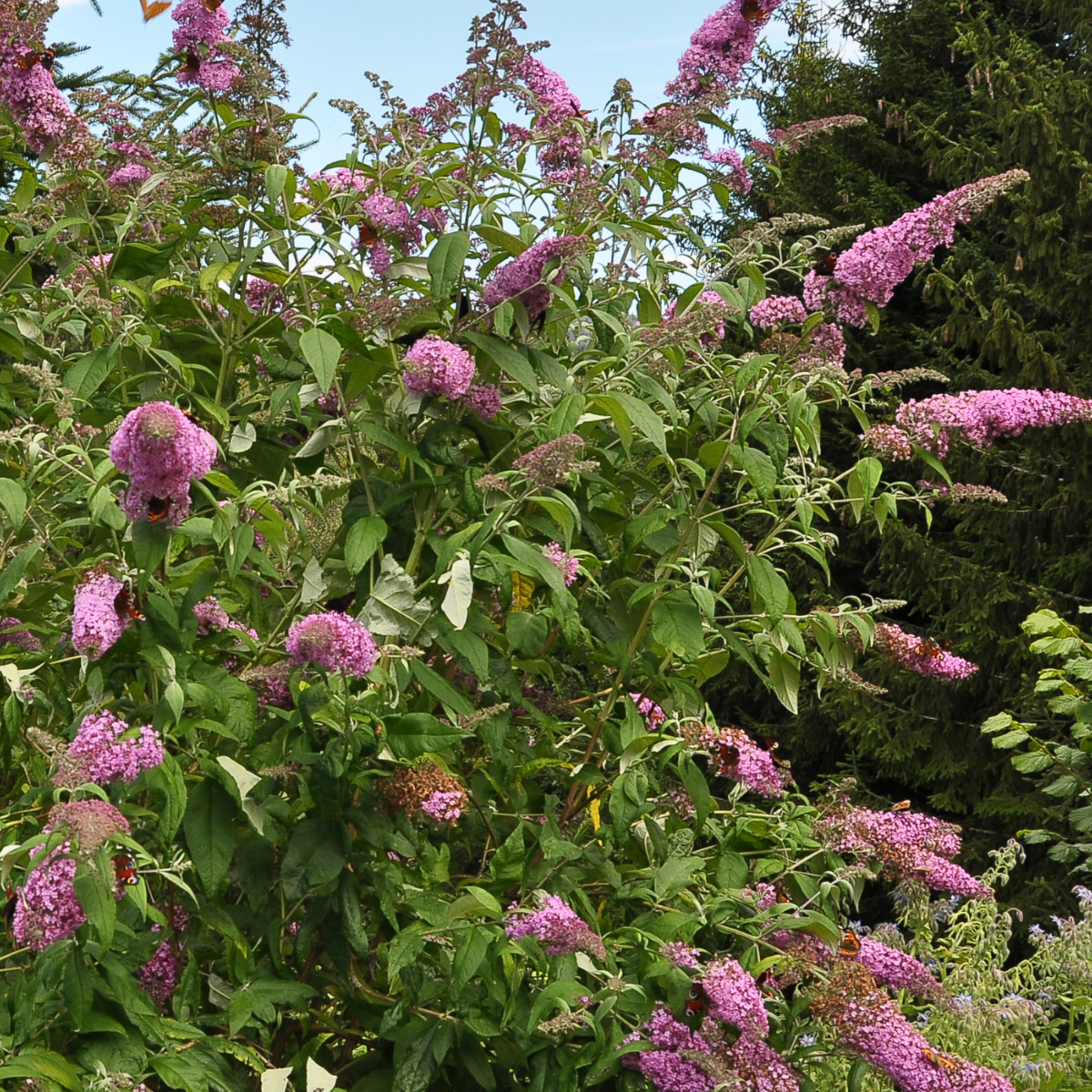 Buddleia - 3 buc - Buddleja davidii 'Pink Delight' - Înălţime 25-40cm - ⌀9cm