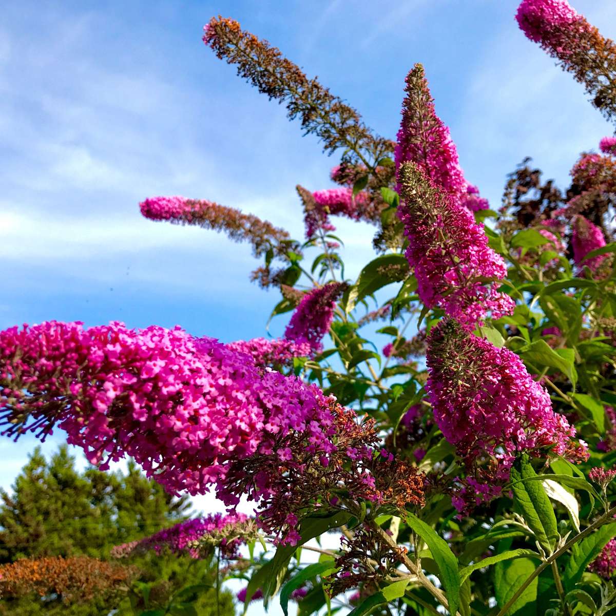Buddleia - 3 buc - Buddleja davidii 'Pink Delight' - Înălţime 25-40cm - ⌀9cm