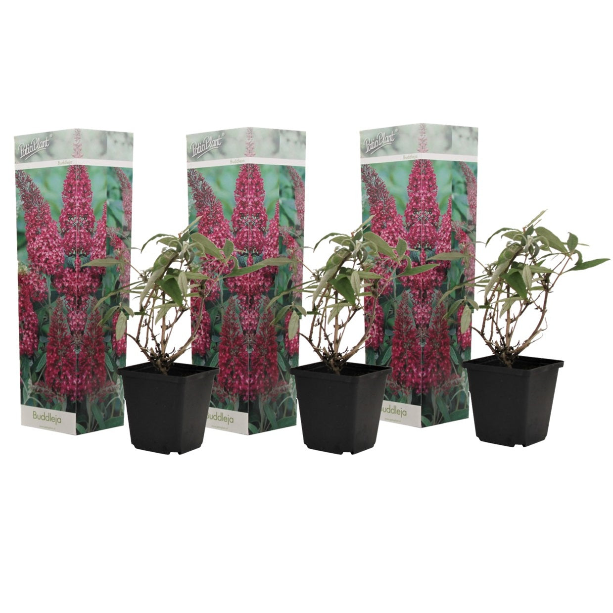 Buddleia - 3 buc - Buddleja davidii 'Pink Delight' - Înălţime 25-40cm - ⌀9cm