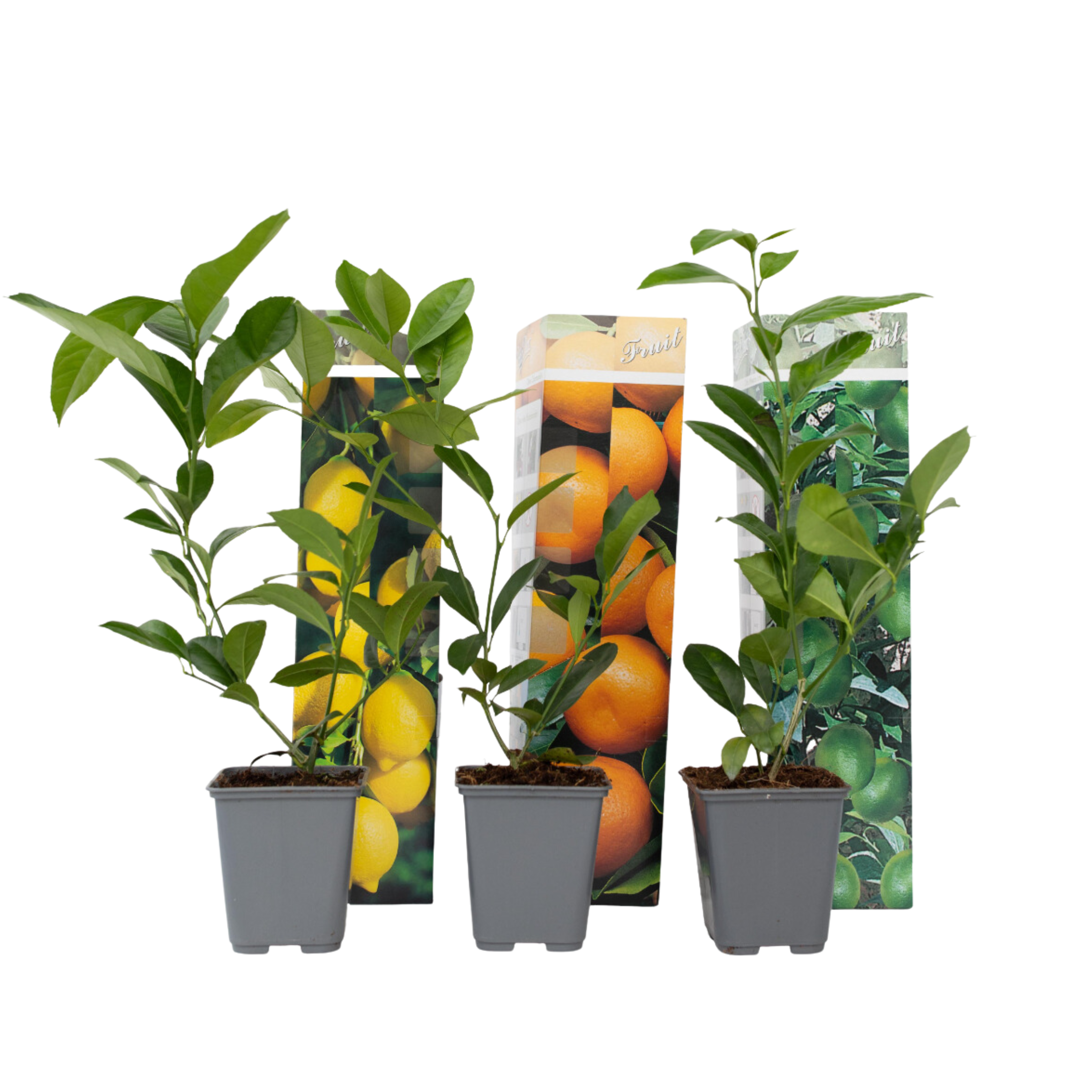 Lămâi - 3 buc - Citrus limon - Înălţime 25-40cm - ⌀9cm
