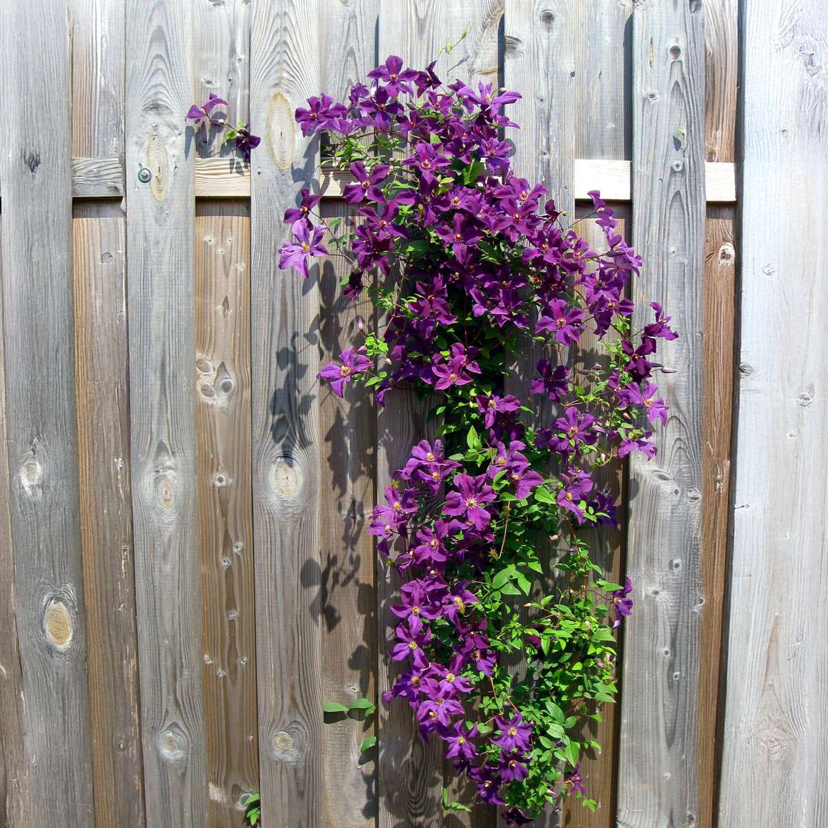 Clematită - 3 buc - Clematis hybrid - Înălţime 25-40cm - ⌀9cm