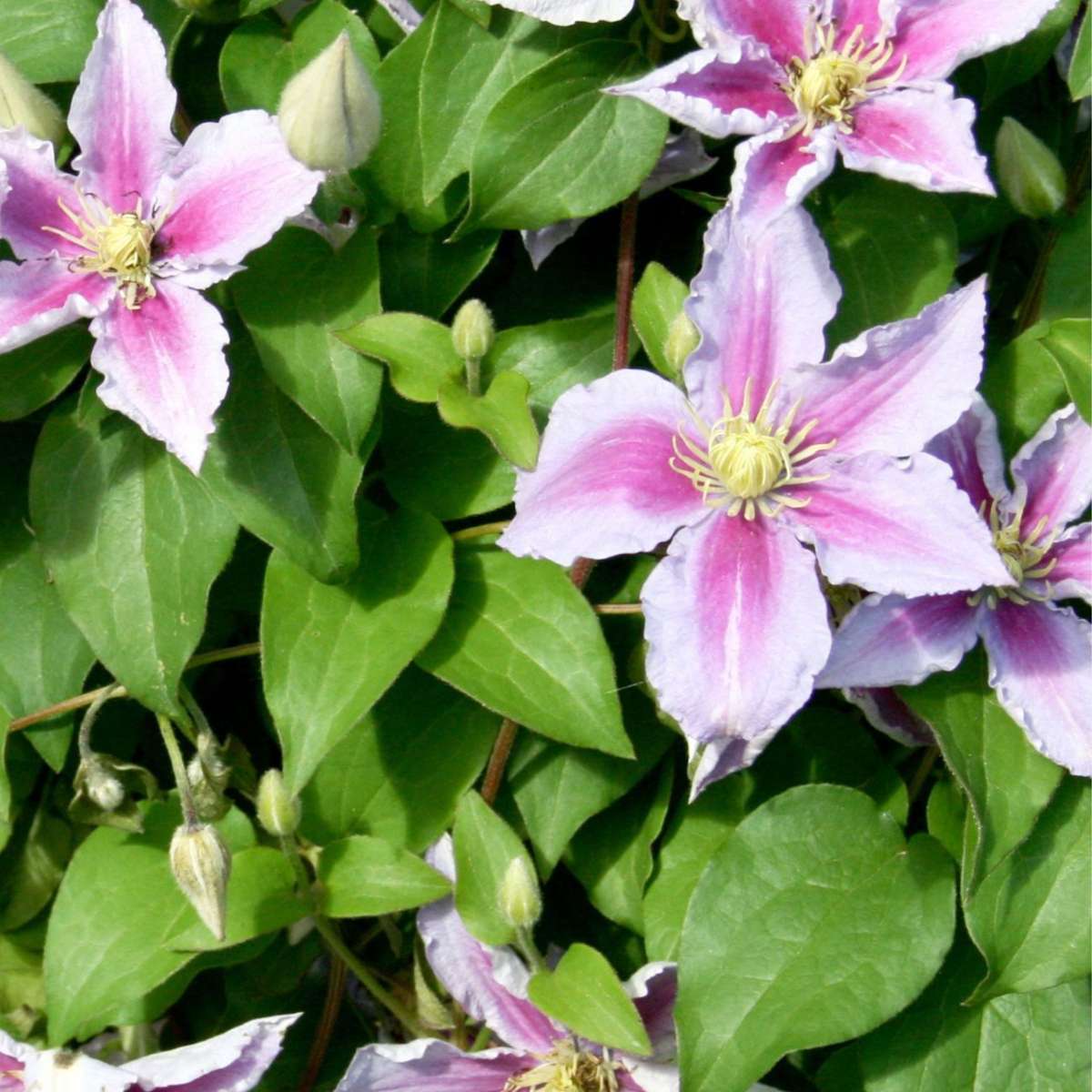 Clematită - 3 buc - Clematis 'Hagley Hybrid' - Înălţime 25-40cm - ⌀9cm