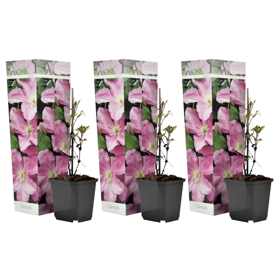 Clematită - 3 buc - Clematis 'Hagley Hybrid' - Înălţime 25-40cm - ⌀9cm