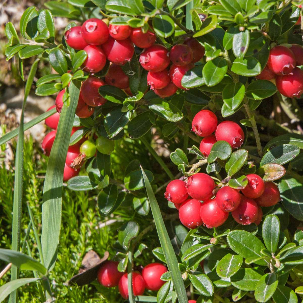 Afin american - 3 buc - Vaccinium macrocarpon 'Cranberry' - În. 10-20cm - ⌀9cm