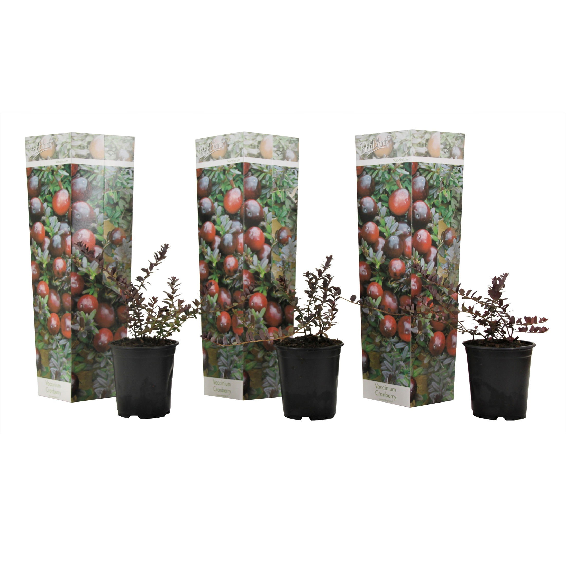 Afin american - 3 buc - Vaccinium macrocarpon 'Cranberry' - În. 10-20cm - ⌀9cm