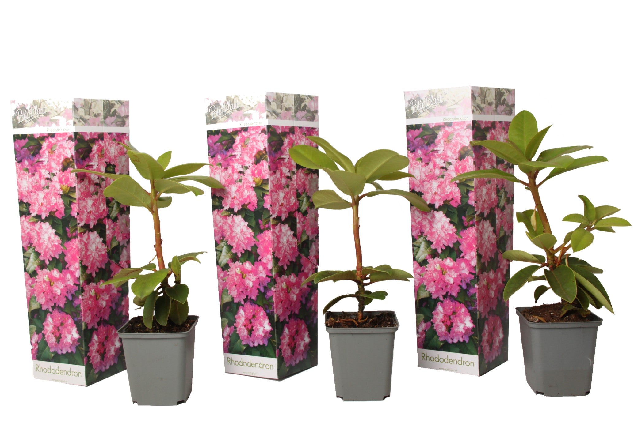 Rododendroni - 3 buc - Rhododendron 'Elegans pink' - Înălţime 25-40cm - ⌀9cm
