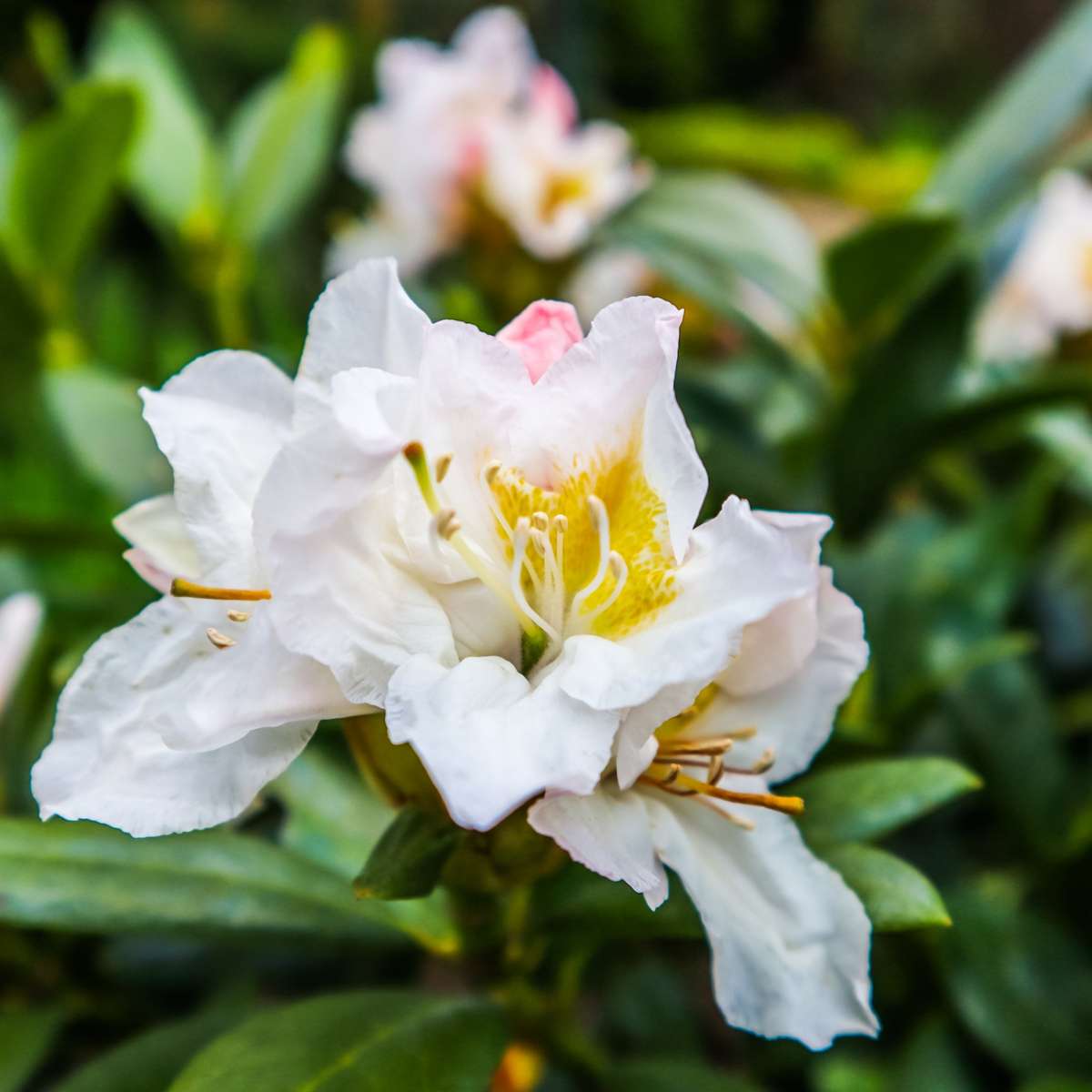 Rododendroni - 3 buc - Rhododendron 'cunningham's white' - În. 25-40cm - ⌀9cm