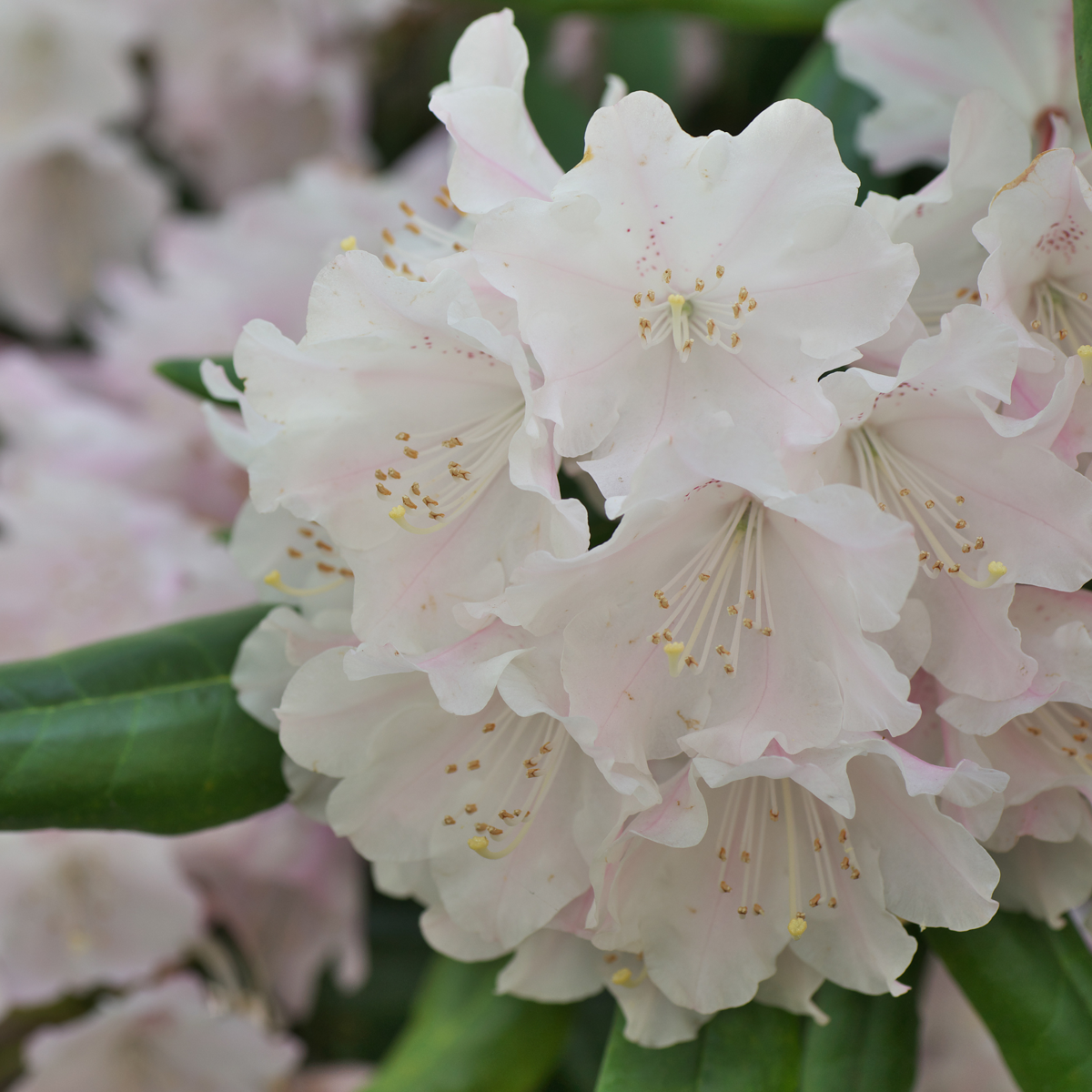 Rododendroni - 3 buc - Rhododendron 'cunningham's white' - În. 25-40cm - ⌀9cm