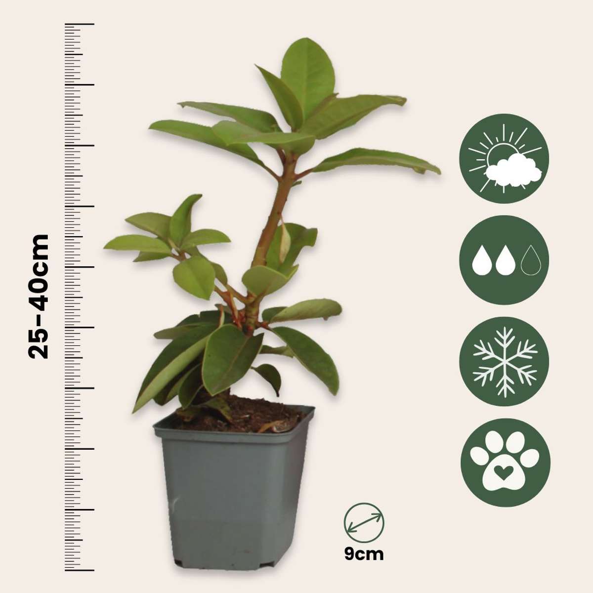 Rododendroni - 3 buc - Rhododendron 'cunningham's white' - În. 25-40cm - ⌀9cm