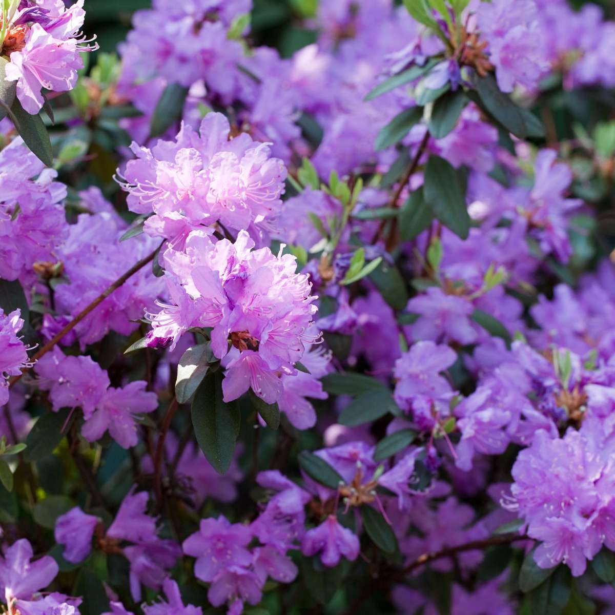Amestecul de rododendroni - 3 buc - Rhododendron - Înălţime 25-40cm - ⌀9cm