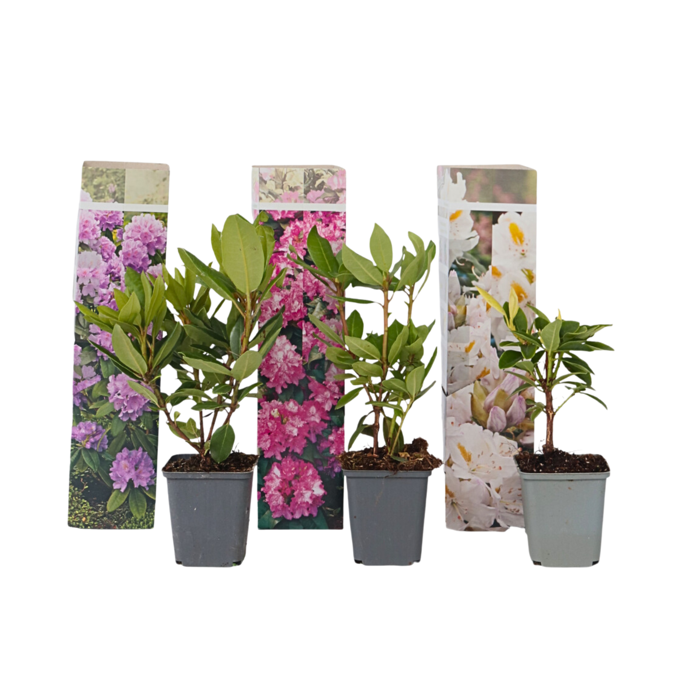 Amestecul de rododendroni - 3 buc - Rhododendron - Înălţime 25-40cm - ⌀9cm