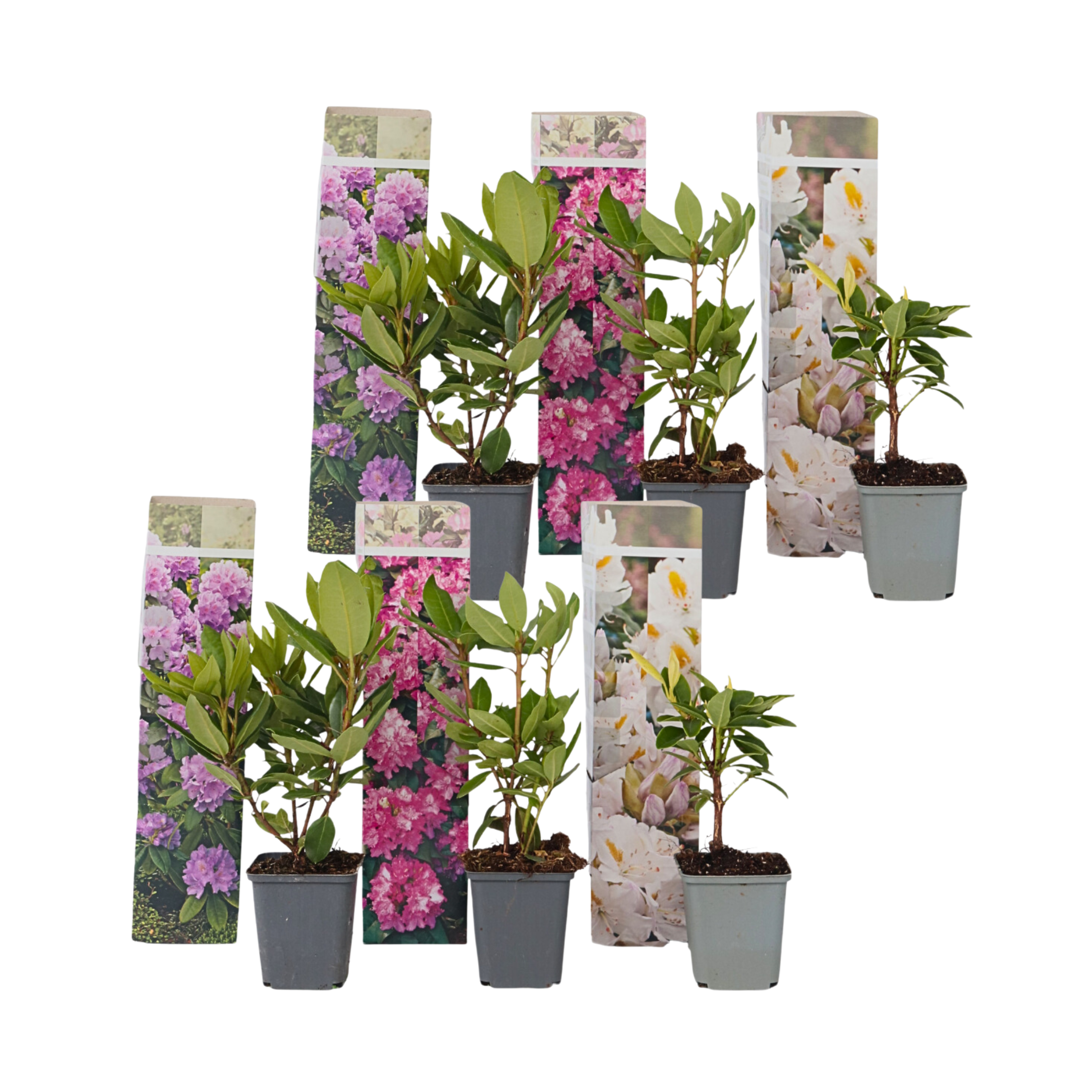 Amestecul de rododendroni - 6 buc - Rhododendron - Înălţime 25-40cm - ⌀9cm