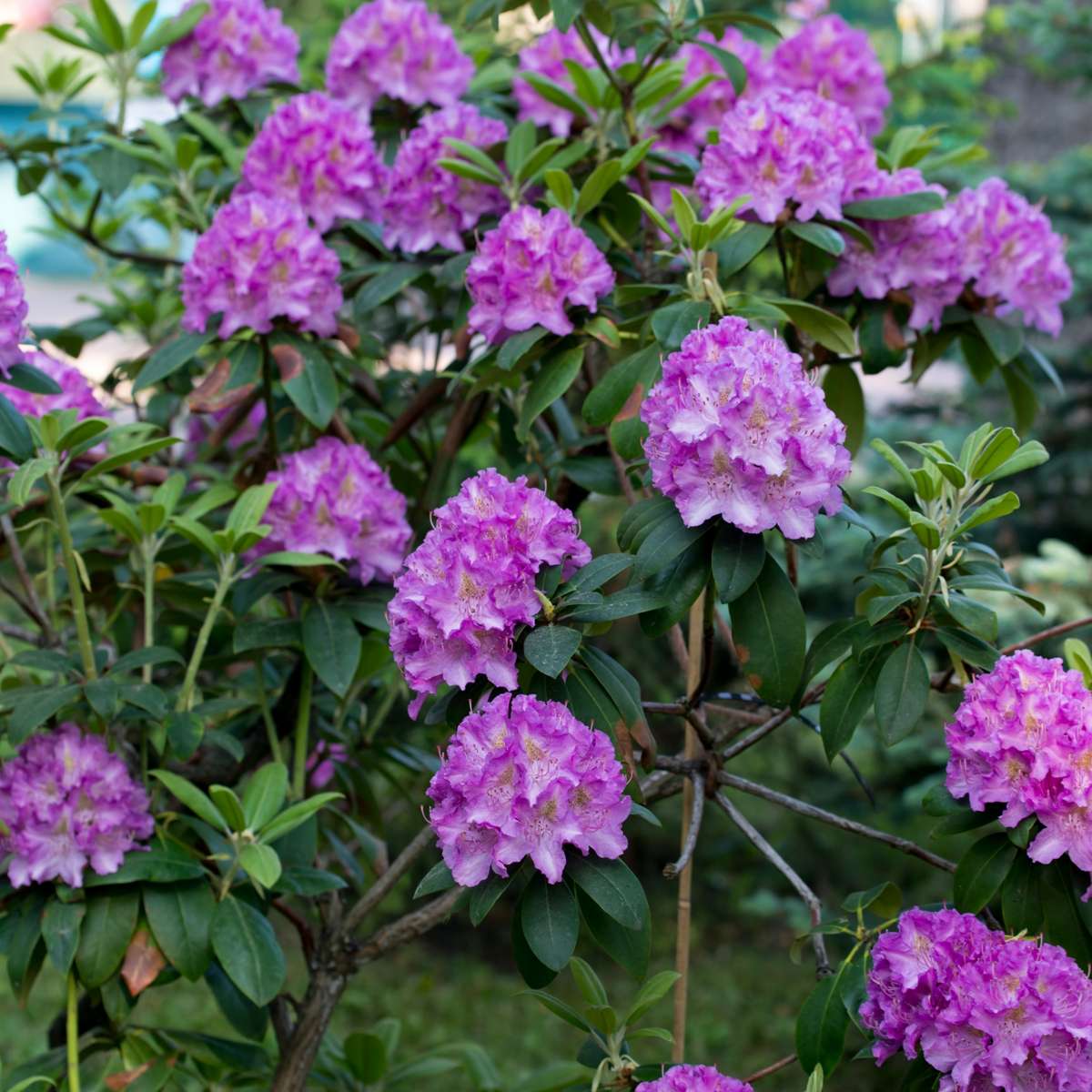 Rododendroni - 3 buc - Rhododendron 'catawbiense purple' - În. 25-40cm - ⌀9cm